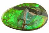 Iridescent Ammolite (Fossil Ammonite Shell) - Alberta #357502-1